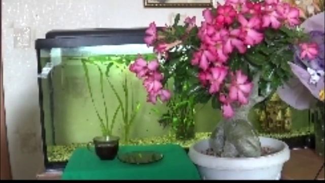 адениумы,подбор горшков. смотреть онлайн