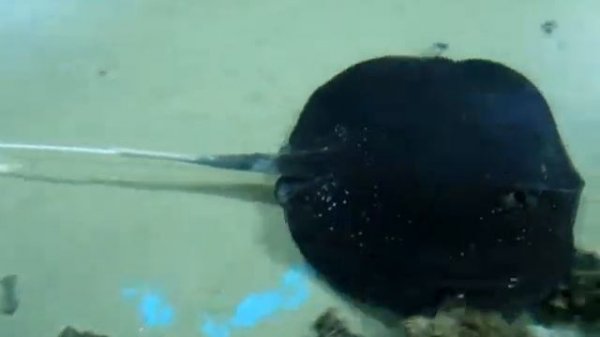 Cramp fish MIRACLE OF NATURE Электрический скат Чудо природы