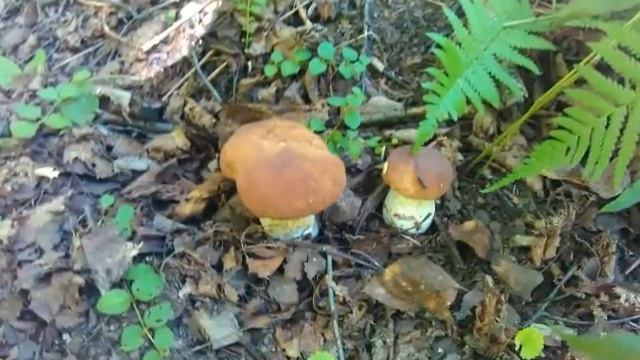 Мои грибы. смотреть онлайн