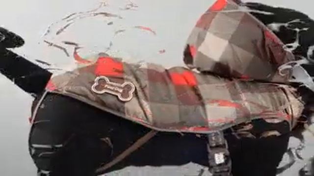 Пальто для собаки Ferribialla . Италия смотреть онлайн