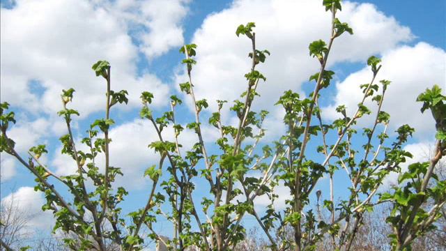 Божья коровка! Пришла весна! смотреть онлайн