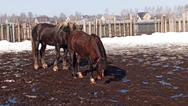 #Жеребец #Лошади весенняя Случка смотреть онлайн