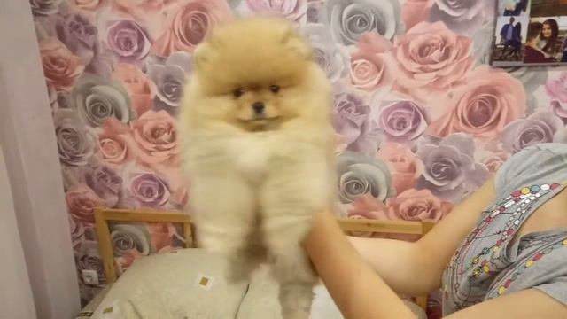 Щенки, порода: Немецкий Шпиц смотреть онлайн
