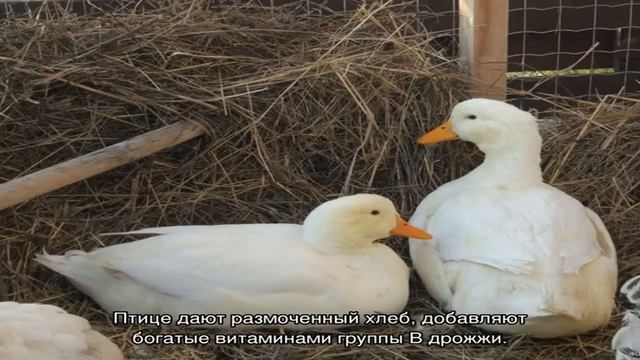 Особенности породы пекинской утки и тонкости ее разведения на частных подворьях смотреть онлайн