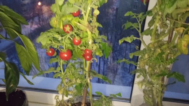 Комнатные помидоры? и перцы? на подоконнике круглый год ? смотреть онлайн