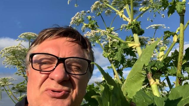 Проведены жесткие испытания борщевика Сосновского на добровольце.