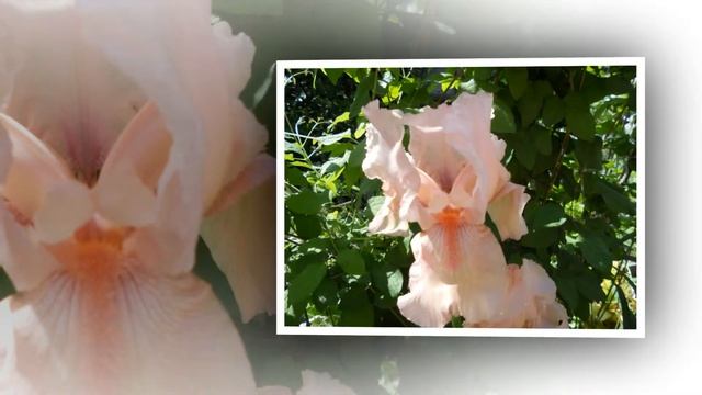 Красивые цветы: ирисы (видео) смотреть онлайн
