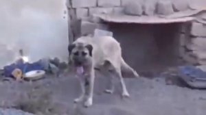 dog mating by sangar khan