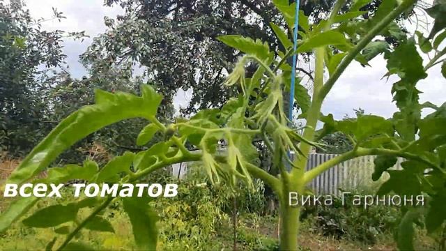 Томат Апельсин, такой солнечный смотреть онлайн