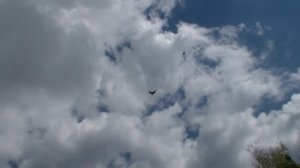 ГОЛУБИ    ДИМИТРОВ    У     САШЫ    С    ПИВАСИКОМ