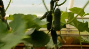 Какой гибрид огурца выбрать в новом сезоне - Огурец  530 / Jaguar F1