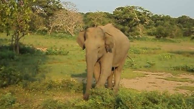 Шри Ланка - стеснительный слон смотреть онлайн