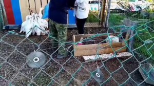 Содержание Мулардов Прибыльное содержание уток.