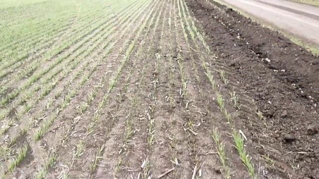 пшеница#дисковка #и пахота# разница смотреть онлайн