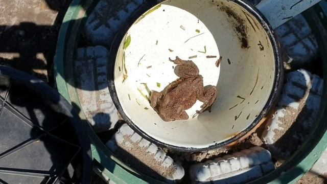 Спасаю царевну лягушку из дренажного колодца, теперь боюсь награды в виде бородавок от жабы смотреть онлайн