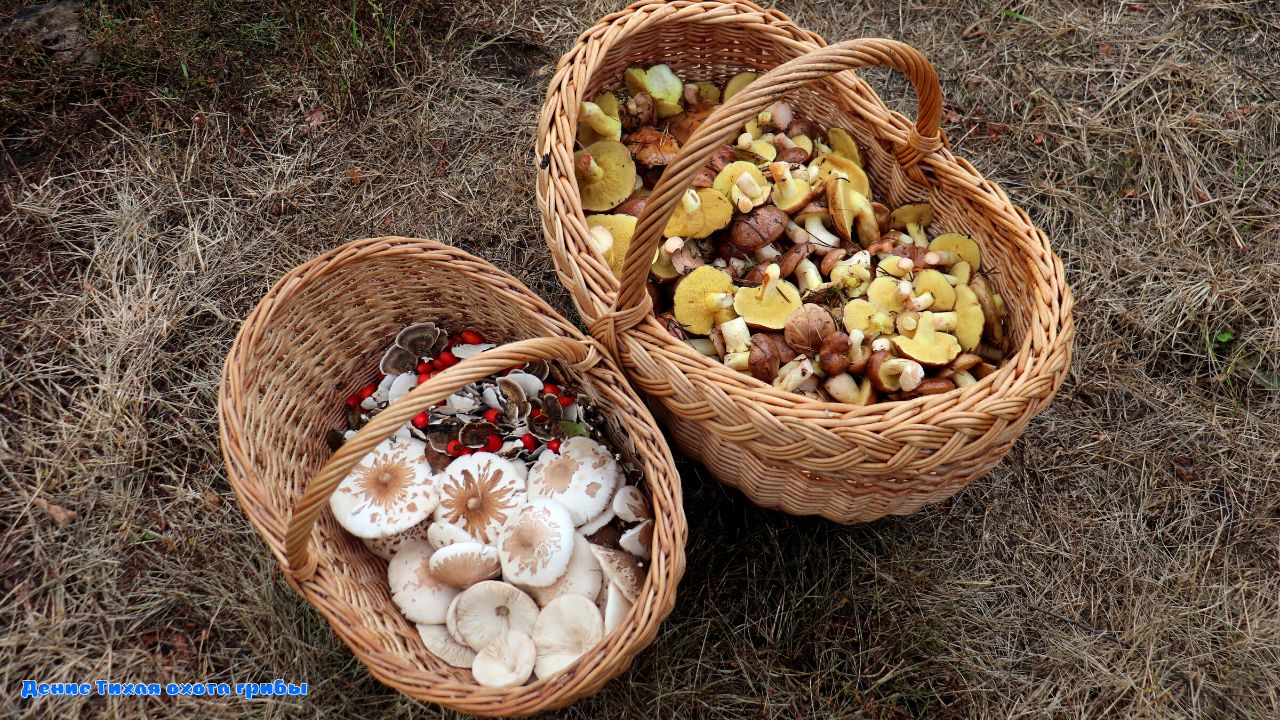 Мои грибы никто не соберёт | маслята и зонтик сосцевидный смотреть онлайн