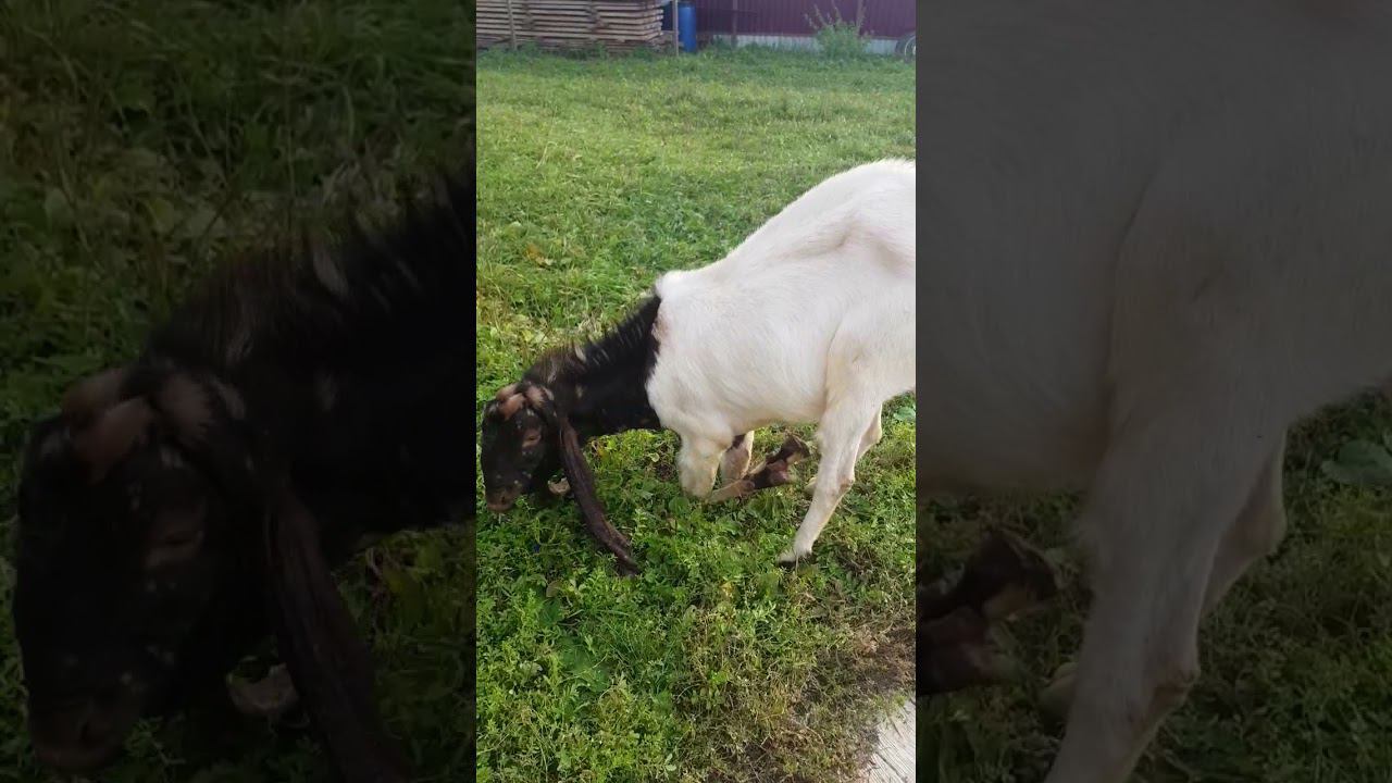 У КОГО ТО СЛИШКОМ ДЛИННЫЕ.... смотреть онлайн