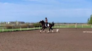 ОБУЧЕНИЕ МОЛОДОЙ ЛОШАДИ ПОДЪЁМУ В ГАЛОП