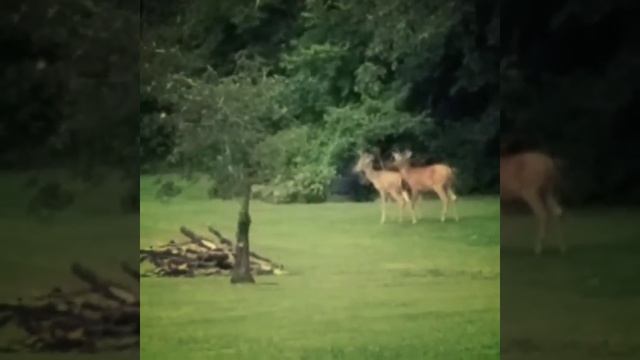 Our Deer Journey смотреть онлайн