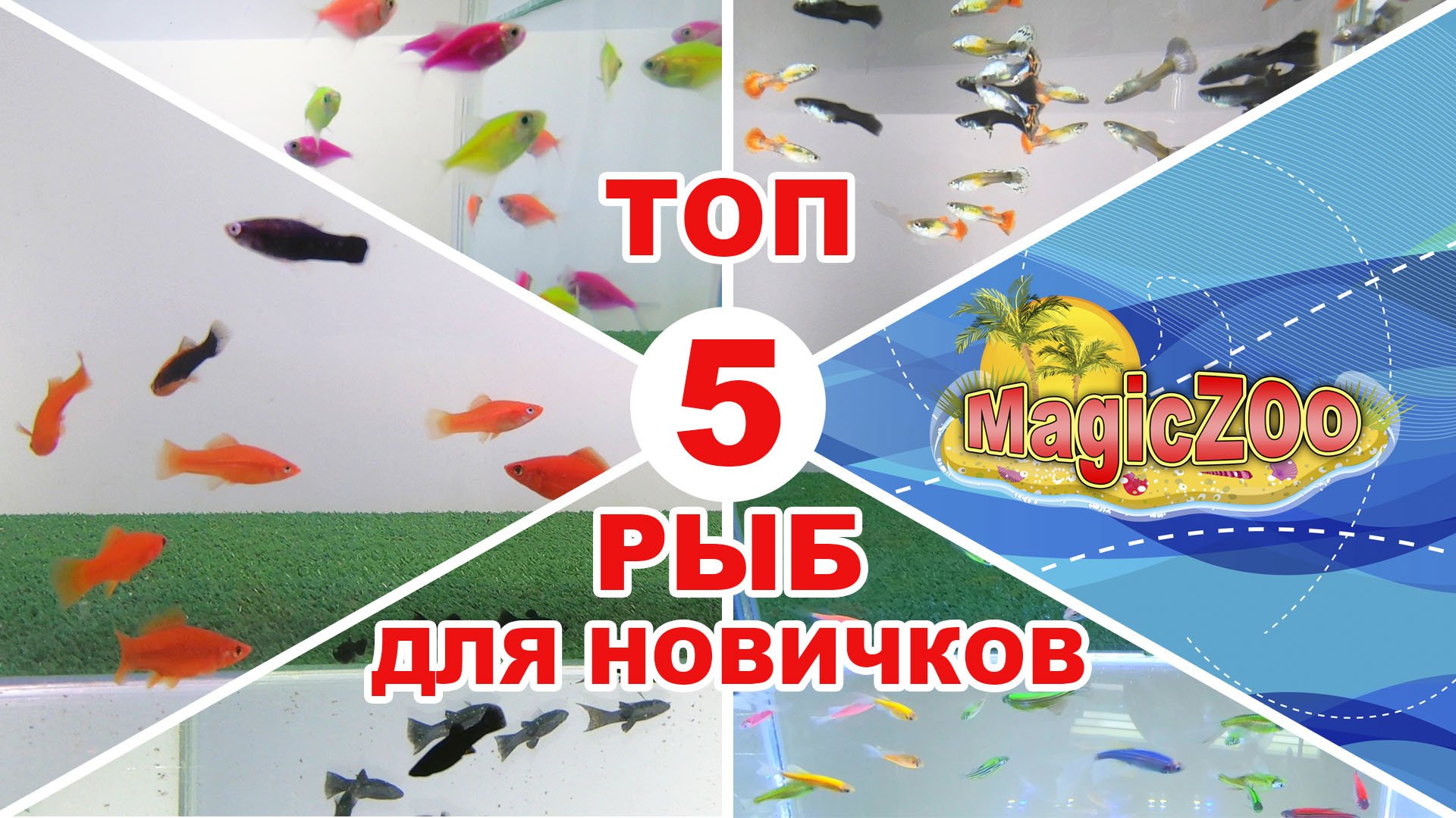 ТОП 5 неприхотливых аквариумных рыб. Аквариумные рыбки для начинающих. Каких рыбок лучше завести. смотреть онлайн