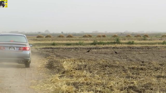 Super hunting of crow ||Ever best hunting with goshawk Part 81 || Raptors Today смотреть онлайн