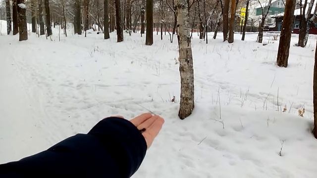 Кормим синиц и гаичек смотреть онлайн