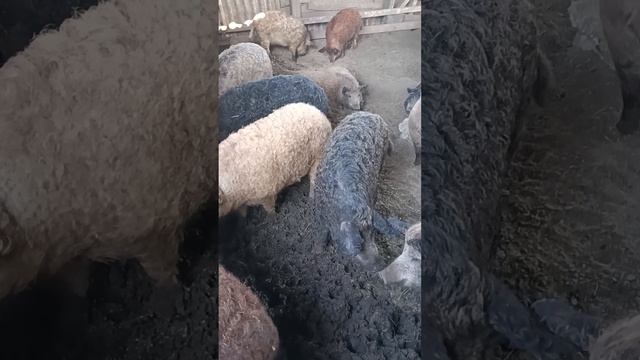 венгерская мангалица как есть.плюсы и недостатки смотреть онлайн