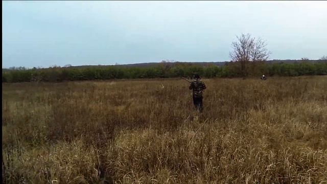 Арчи Кубок Слобожанщины по фазану смотреть онлайн