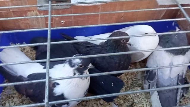 07.02. 2020 Рынок голубеводов в г.Самара. Олег Костяков. смотреть онлайн