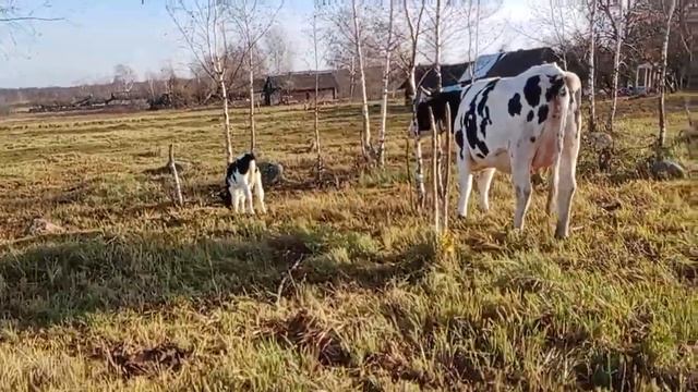 Чтобы в мире был мир и лад... нужно начать с себя... смотреть онлайн