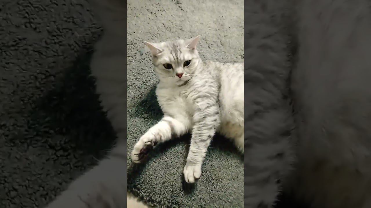 Куда отправишь котика? #Shorts смотреть онлайн