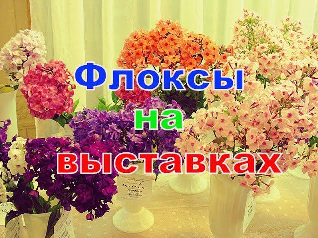 Флоксы на выставках смотреть онлайн