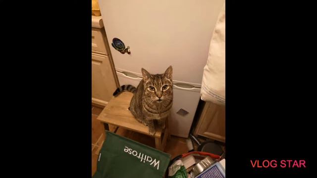 Cutest cats (photo edition) смотреть онлайн