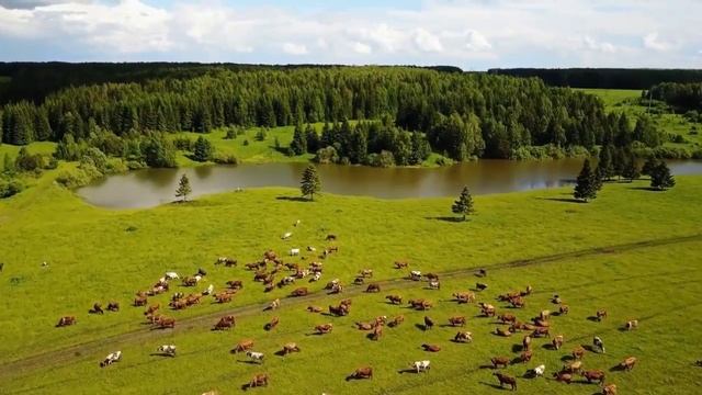Sri Lankan Flute Covers.Mind Relaxing смотреть онлайн