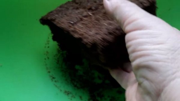 букетный способ посева семян томатов