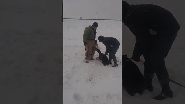 Дрессировка в группе " Реальные охранные собаки " смотреть онлайн