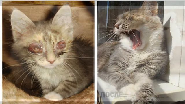 Брошенные животные ДО и ПОСЛЕ.