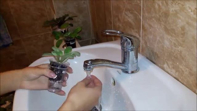 Банный день у фиалочек. Мою стартеры фиалок от строительной пыли. С Рождеством Христовым? смотреть онлайн