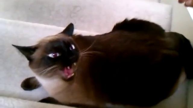 Сиамские коты самые злые коты смотреть онлайн