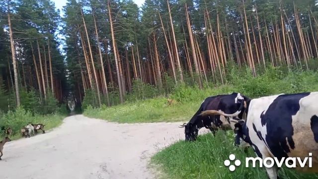 Грибалка во время пастьбы смотреть онлайн
