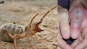 СОЛЬПУГА В ДЕЛЕ!  против чёрной вдовы, сколопендры и др.