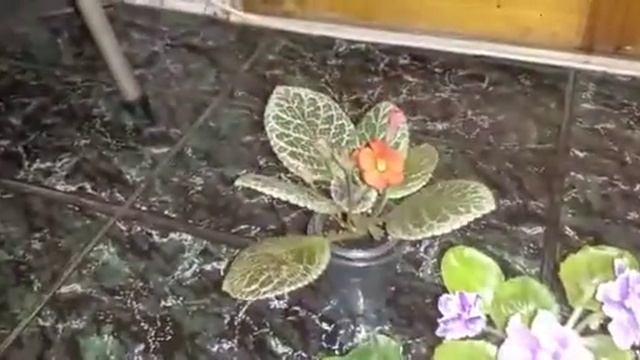 Фиалки ПТ Капиталина , РС Визирь.Детки. смотреть онлайн