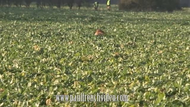 Phil Parkins's FTCh Twixwood Shooting Star at 2009 IGL Retriever Championship смотреть онлайн