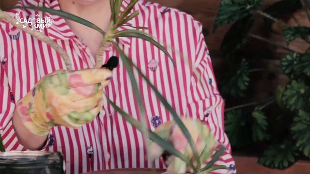 Драцена засохла. Волшебный препарат для спасения комнатных цветов. смотреть онлайн