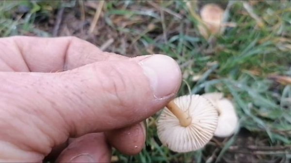 Mıhbaşı mantarı, Mıhlıca, Mıh tepesi mantarı, Cincile mantarı, Cücüle mantarı, Marasmius oreades.