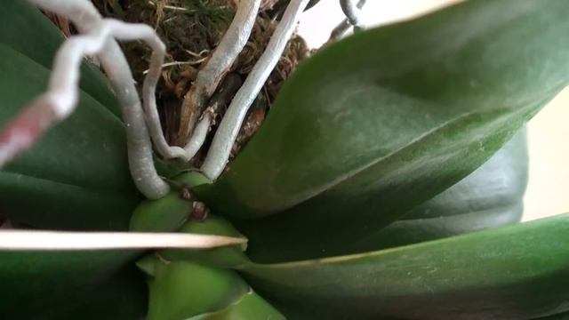 ОРХИДЕЯ ОТЦВЕЛА и за два месяца ДОБИЛСЯ повторного ЦВЕТЕНИЯ на 2 ЦВЕТОНОСА смотреть онлайн