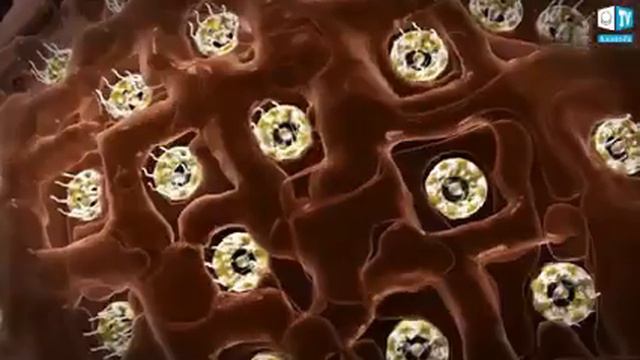 Как появилась жизнь на Земле? смотреть онлайн