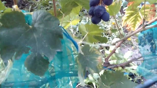 Виноград сорт Клубничный,шикарный вкус+после мороза -28 плодоносил смотреть онлайн