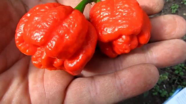 7 pot Rennie - Сверх острый сорт перца смотреть онлайн