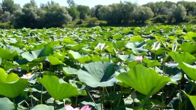 астраханский лотос